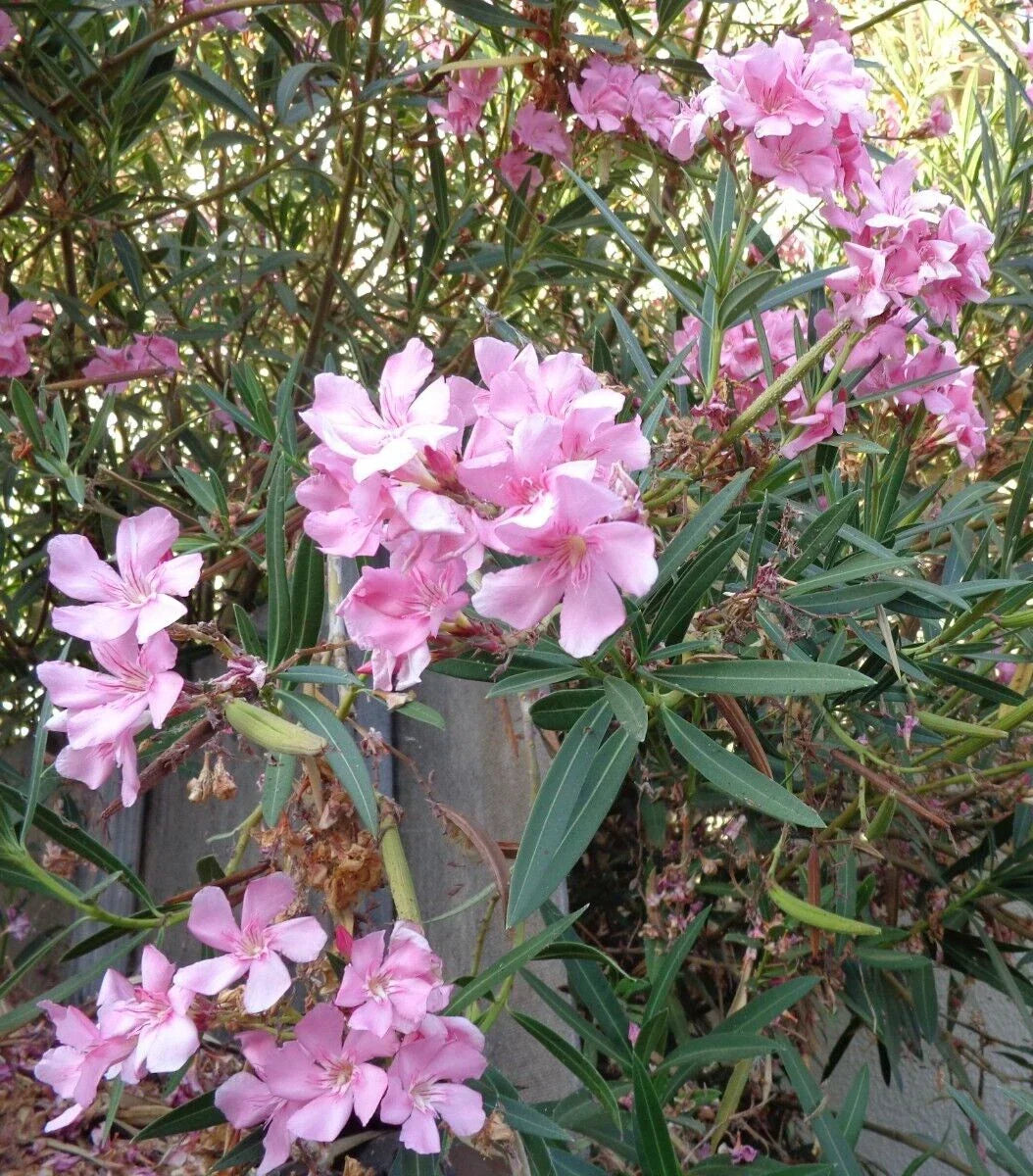 Oleander Live Plant Cuttings 7" Pink Flowering Shrub Propagation Nerium oleander