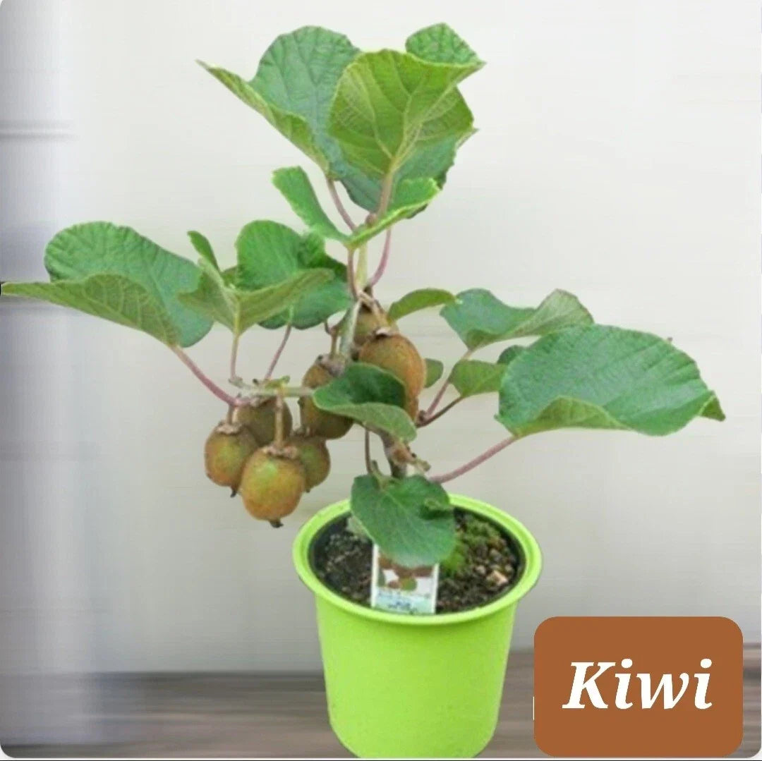 30+ Kiwi Dwarf Vine Seeds | Actinidia deliciosa | Woody Vine for Small Gardens & Containers