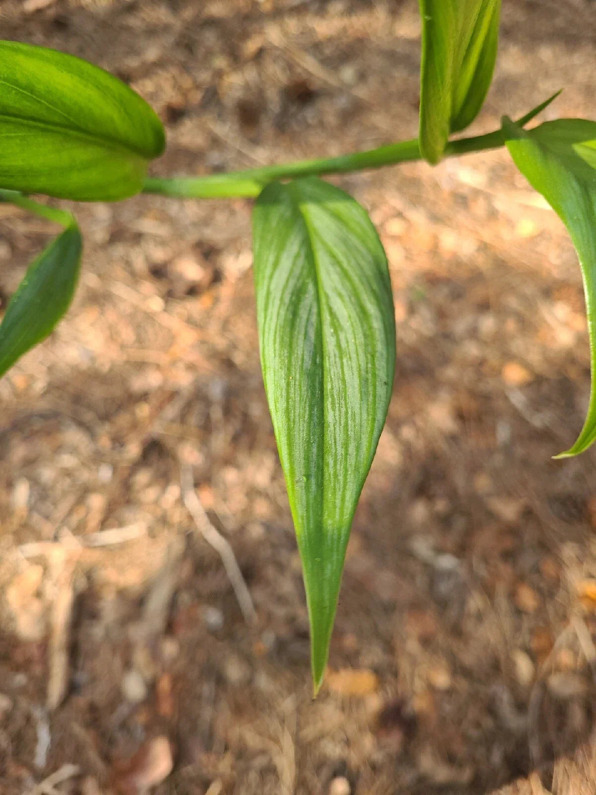 Epipremnum Amplissimum Silver Streak Unrooted Cutting | 2 Node Pothos Propagation Plant