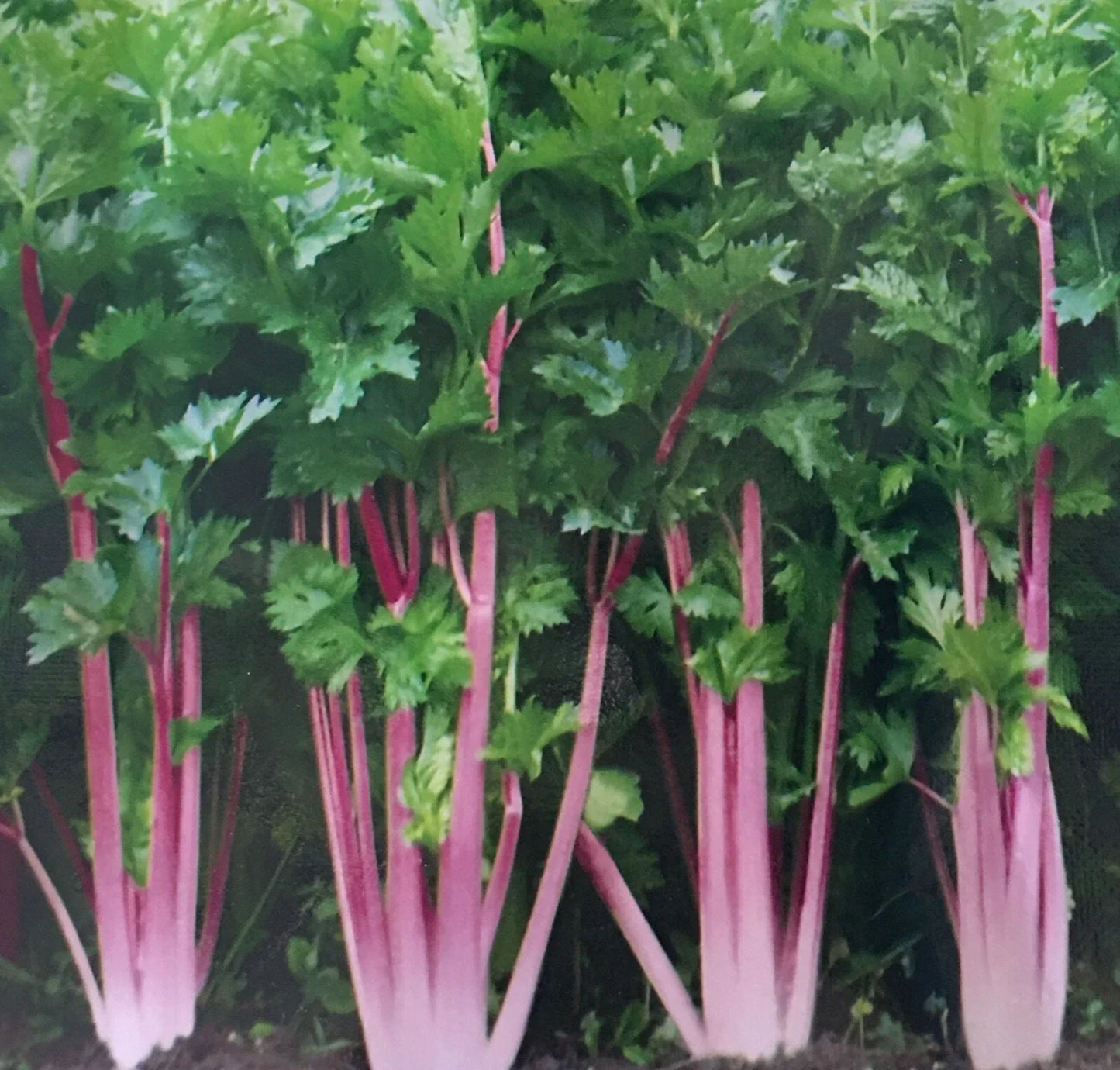 Chinese Pink Celery Seeds - 200+ Non-GMO Heirloom Pack, Rose Celery (Apium graveolens var. rapaceum) for Salads & Cooking