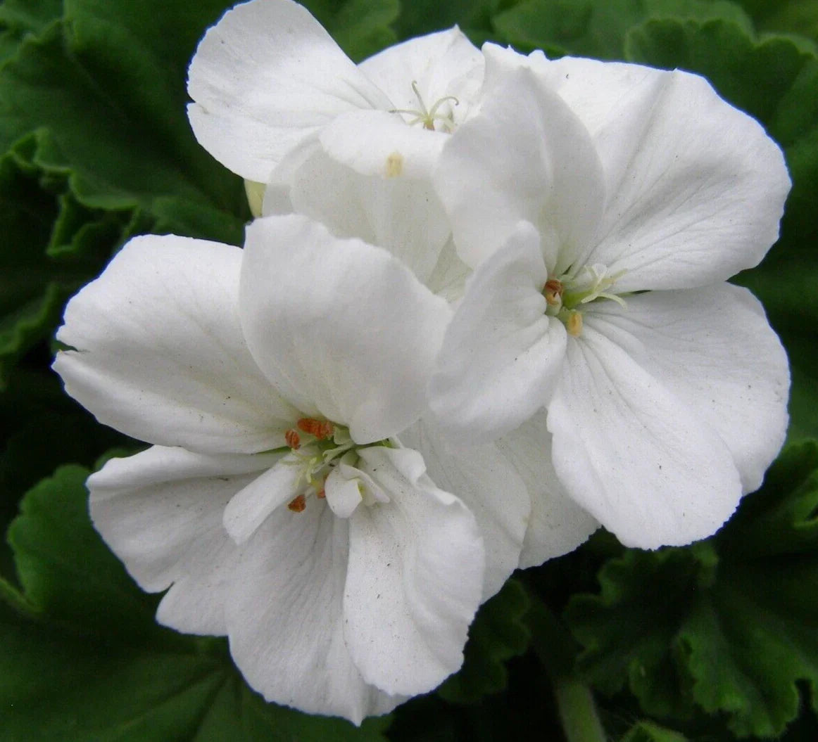 Geranium Cuttings 6" White Pelargonium Zonal Live Flower Plant - Unrooted Garden Propagation