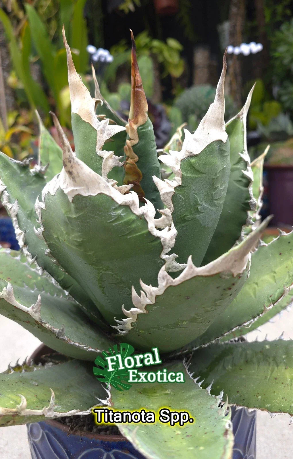 Agave Titanota Pups - Starter Plant - Rare Succulent Variety - Agave titanota