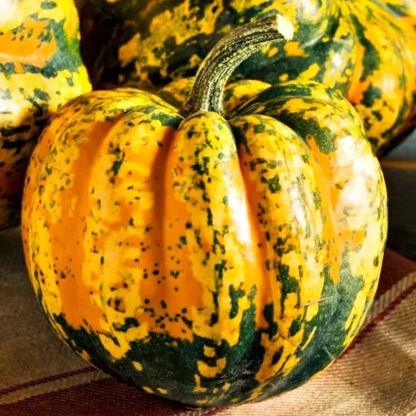 Carnival Squash Seeds Pack of 20 | Delicata & Acorn Variety | Cucurbita pepo | Vibrant, Flavorful, Compact, Easy to Grow