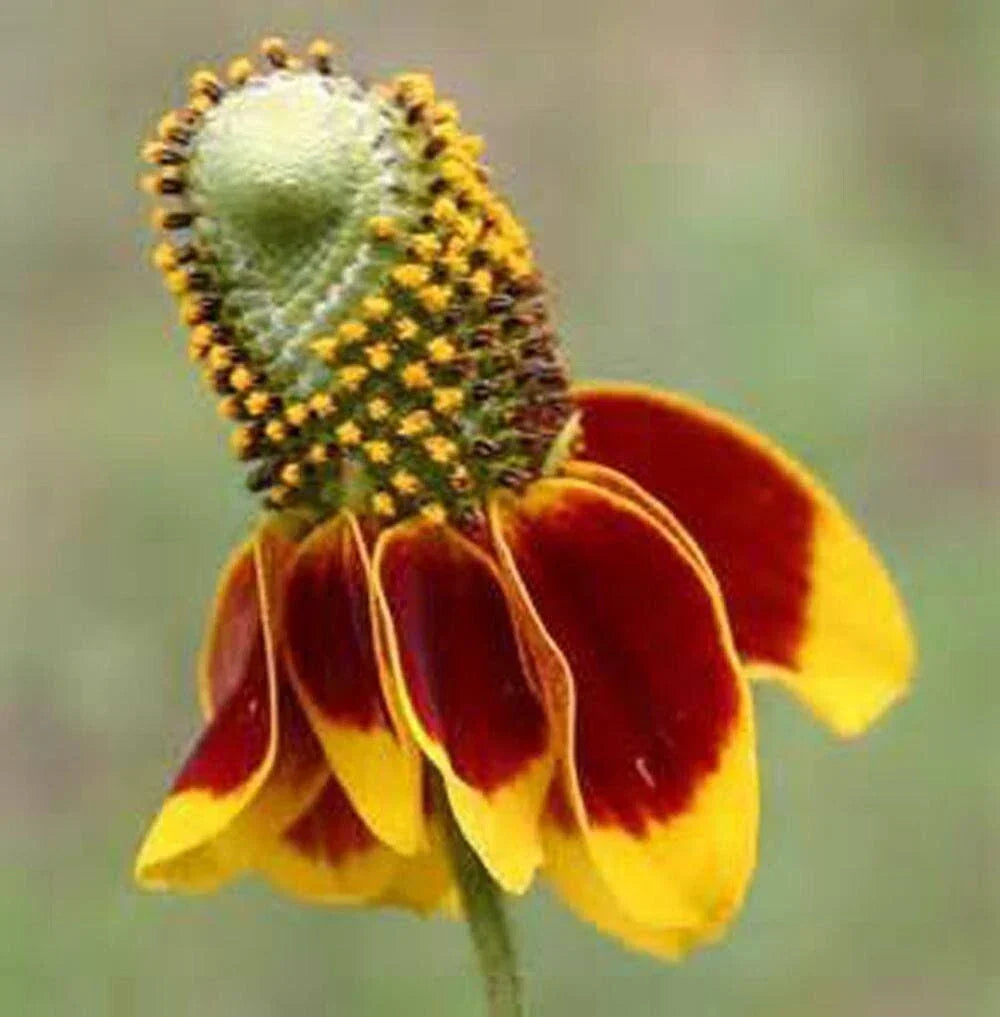 Mexican Hat Coneflower Seeds - 500+ Ratibida columnifera Prairie Wildflower Seeds for Pollinators & Garden Display