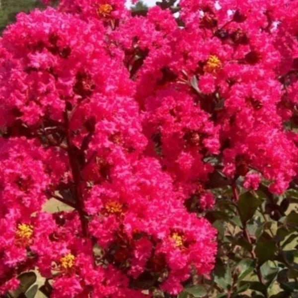 Crape Myrtle Cuttings - 8 Heirloom Deep Pink Lagerstroemia indica - Flowering Shrubs for Garden, Summer Blooms