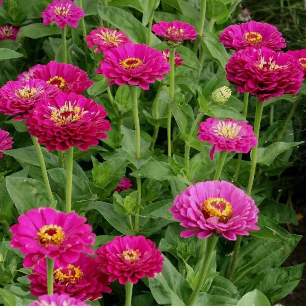 Purple Prince Zinnia Seeds Pack of 100+ | Vibrant Purple Blooms | Zinnia elegans | Garden Planting, Butterfly & Bee Attracting