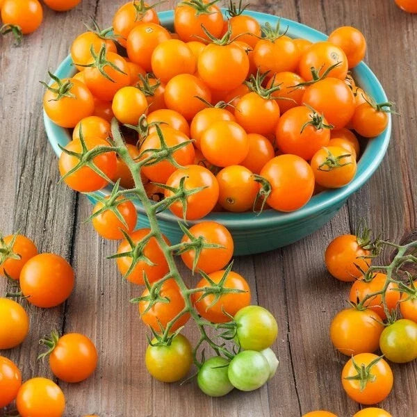 Sungold Tomato Seeds F1 Hybrid Non-GMO Heirloom Solanum lycopersicum for Home Gardening, Salad & Sauce