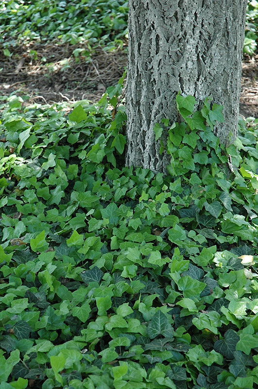 Baltic Ivy Rooted Cuttings - Climbing Vine & Ground Cover - Sub Zero Hardy Hedera helix - Evergreen Foliage Plant