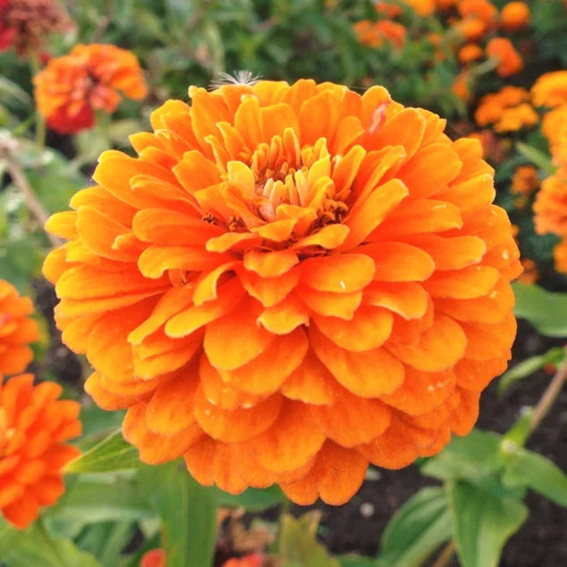 Zinnia Seeds - Orange King Variety | Vibrant Orange Flowers | Zinnia elegans | 2025 USA Grown Seed Packet