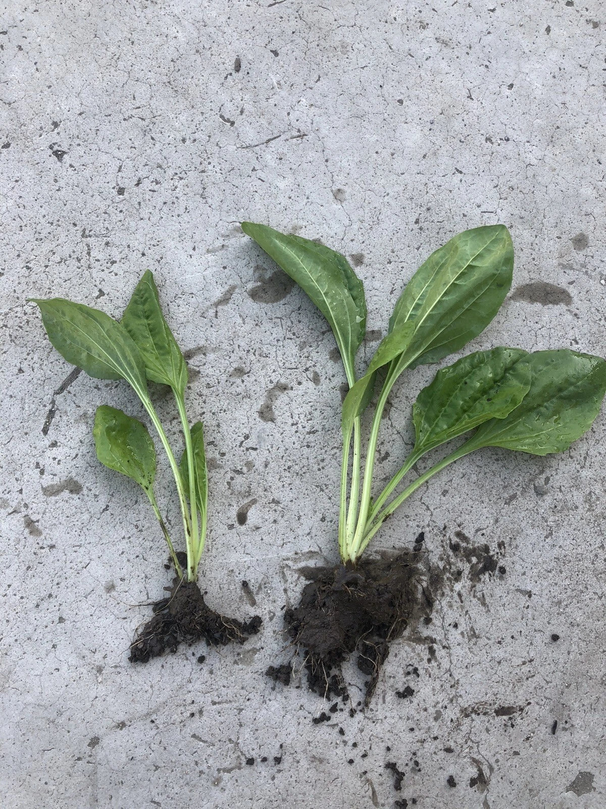 Plantago Major Broadleaf Plantain Bare Root Live Plants – 2 PCs, Perennial Herb for Garden, Drought-Resistant, Low Maintenance