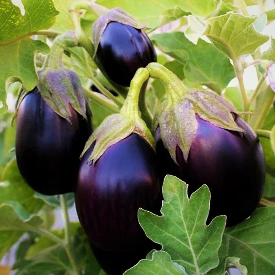 Black Beauty Eggplant Seeds - Large Purple Aubergine Vegetable Seed - Solanum melongena - 50 Seeds