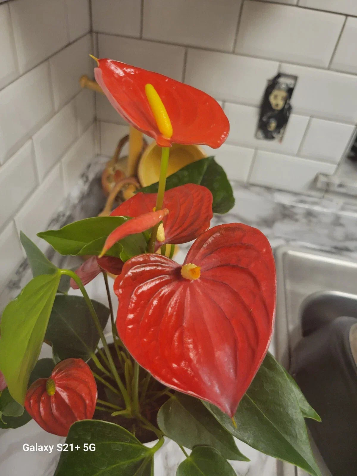 Anthurium Red Flowering Plant in Pot - Live Houseplant for Office & Home Decor - Anthurium andraeanum