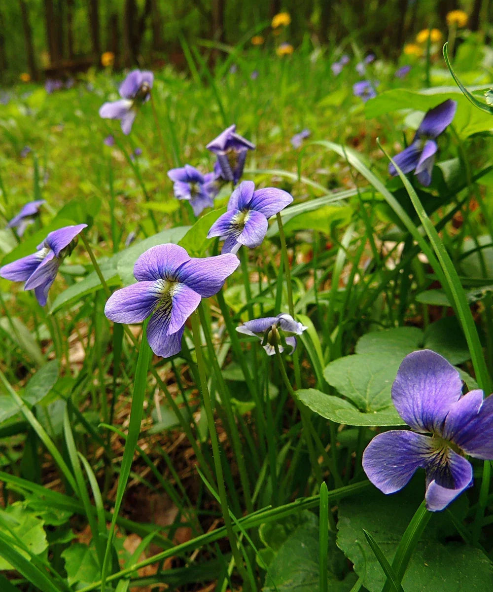 Wild Violet Plants - 10 Bare Root Perennial Edible Flowers Ground Cover Viola sororia