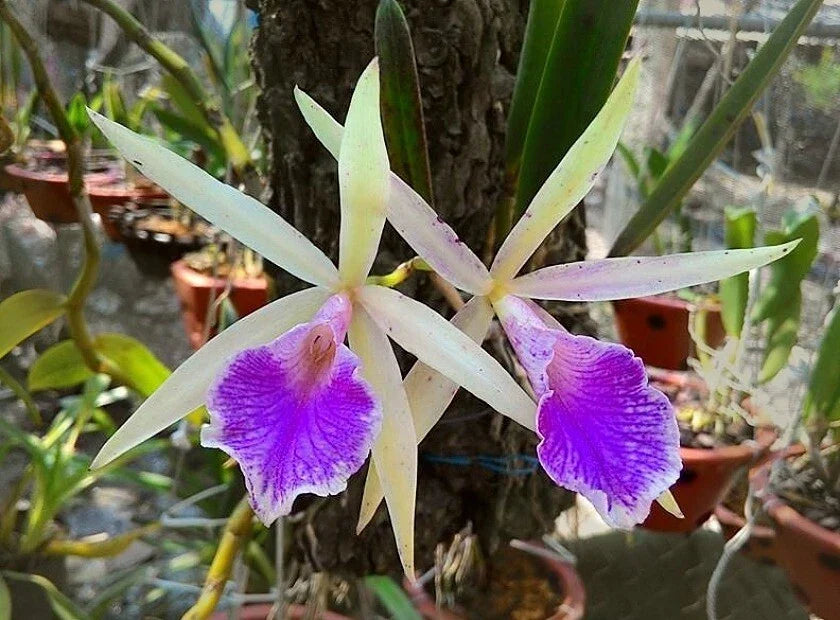 Brassocattleya Nok Noi Nodosa Orchid Plant – Fragrant 4-Inch Blooming Houseplant, Exotic Orchidaceae Flower