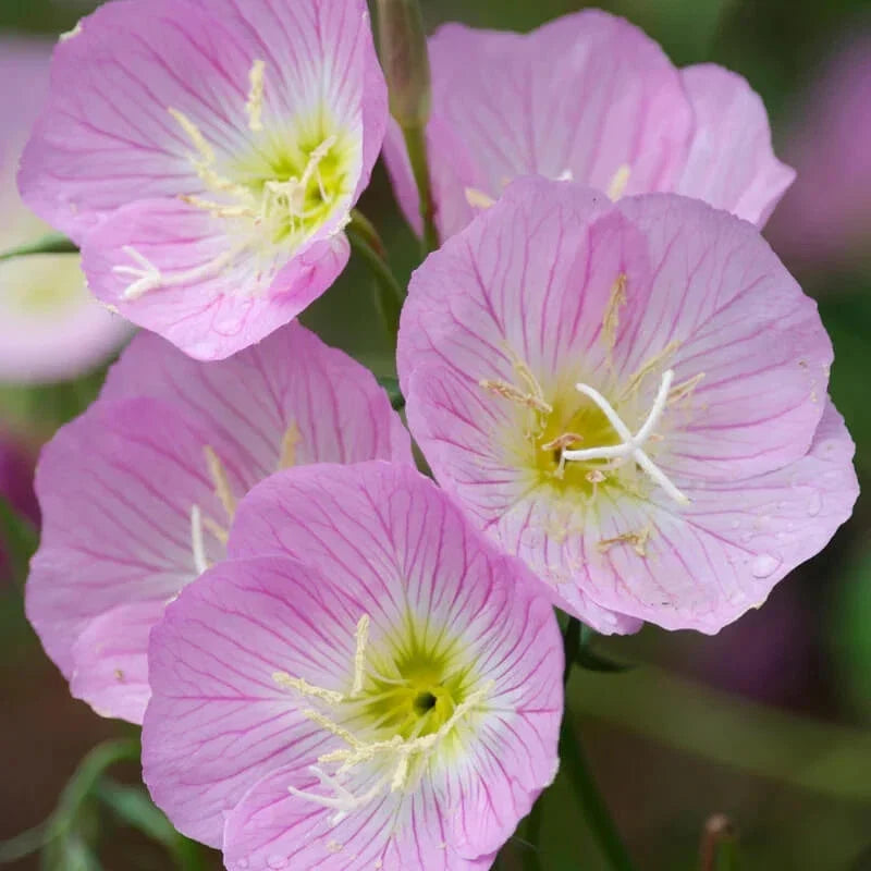 Showy Evening Primrose Seeds | Non-GMO Oenothera speciosa Flowering Garden Seeds for Borders & Wildflower Gardens