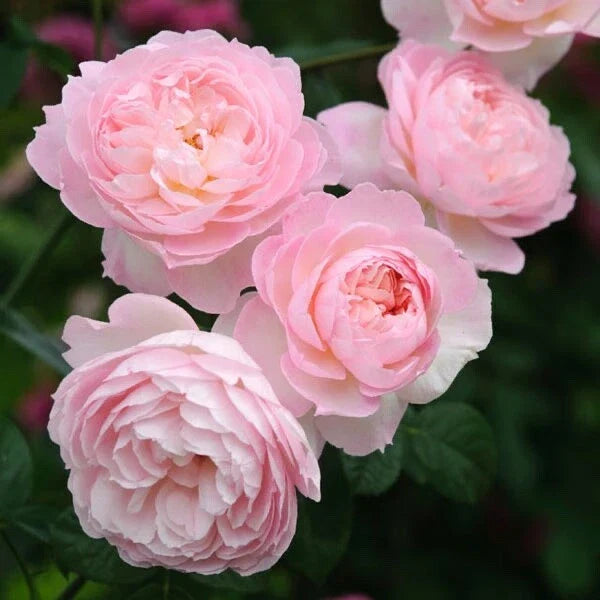 David Austin Rose Cuttings – Retired Variety for Rooting – Rosa 'David Austin' – Garden Flowering Plant Propagation