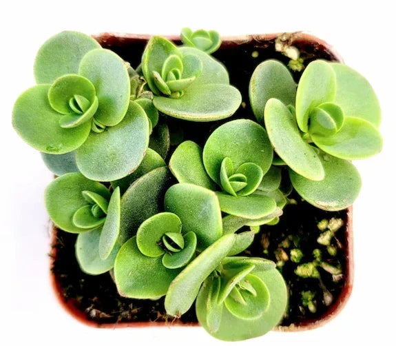 SunSparkler® Sedum 'Lime Zinger' Succulent Bare Root Plant, Drought-Tolerant Ground Cover, Hardy Perennial, Full Sun, 4-Inch