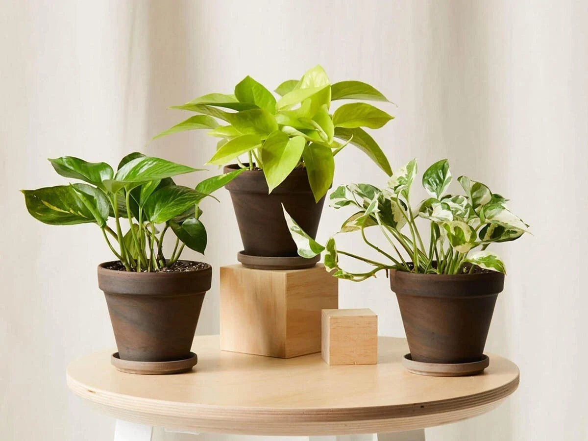 Rooted House Plant Set - Variety Mix 3-12 Inches Indoor Greenery for Home Decor - Beginner Friendly Potted Plants