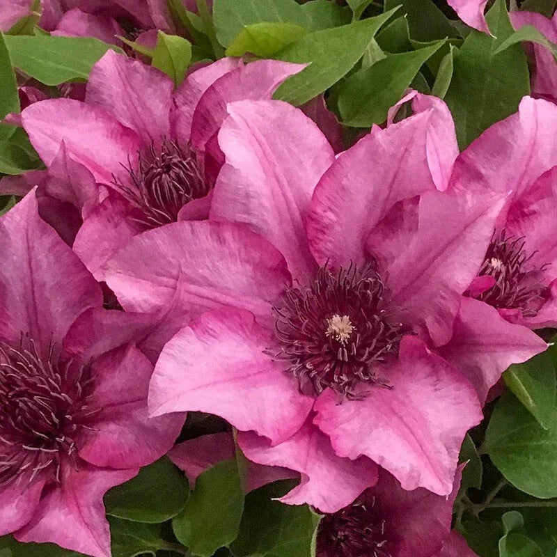 25 Elodie Clematis Seeds - Climbing Perennial Vine with Pink & White Blooms - Clematis 'Elodie' for Gardens & Trellises