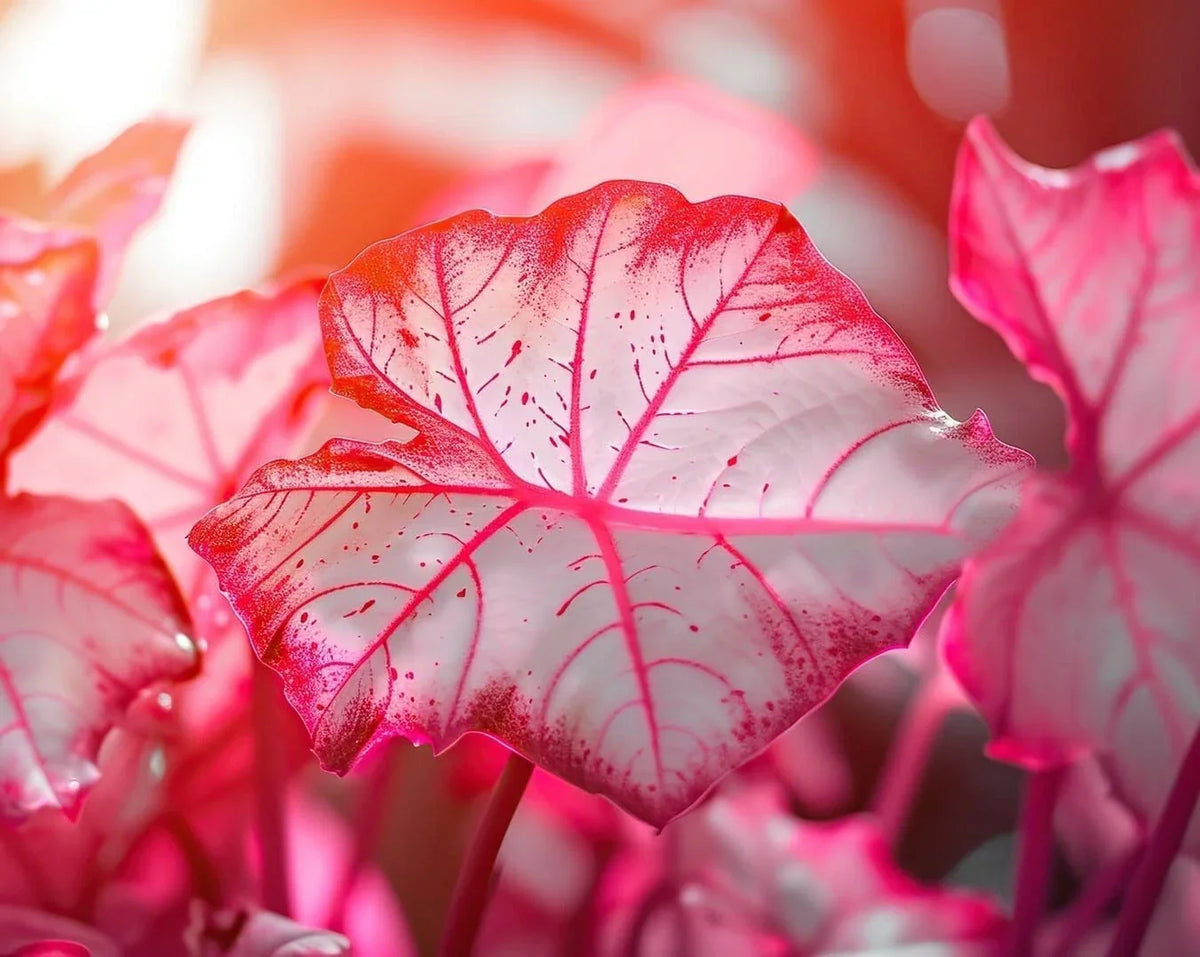 Caladium Bulbs 6-Pack - Sweetheart Variety - Caladium bicolor - Perennial Elephant Ears - Vibrant Pink & Green Foliage