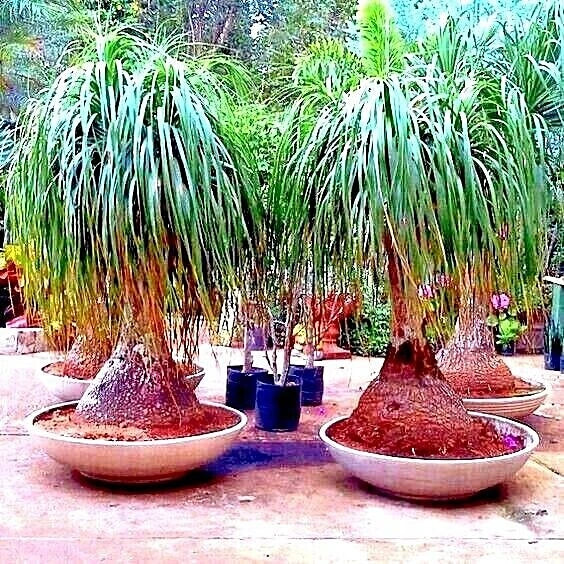 Ponytail Palm Tree Seeds - Beaucarnea recurvata Indoor House Plant - Elephant Foot Drought-Tolerant Easy Care Seeds