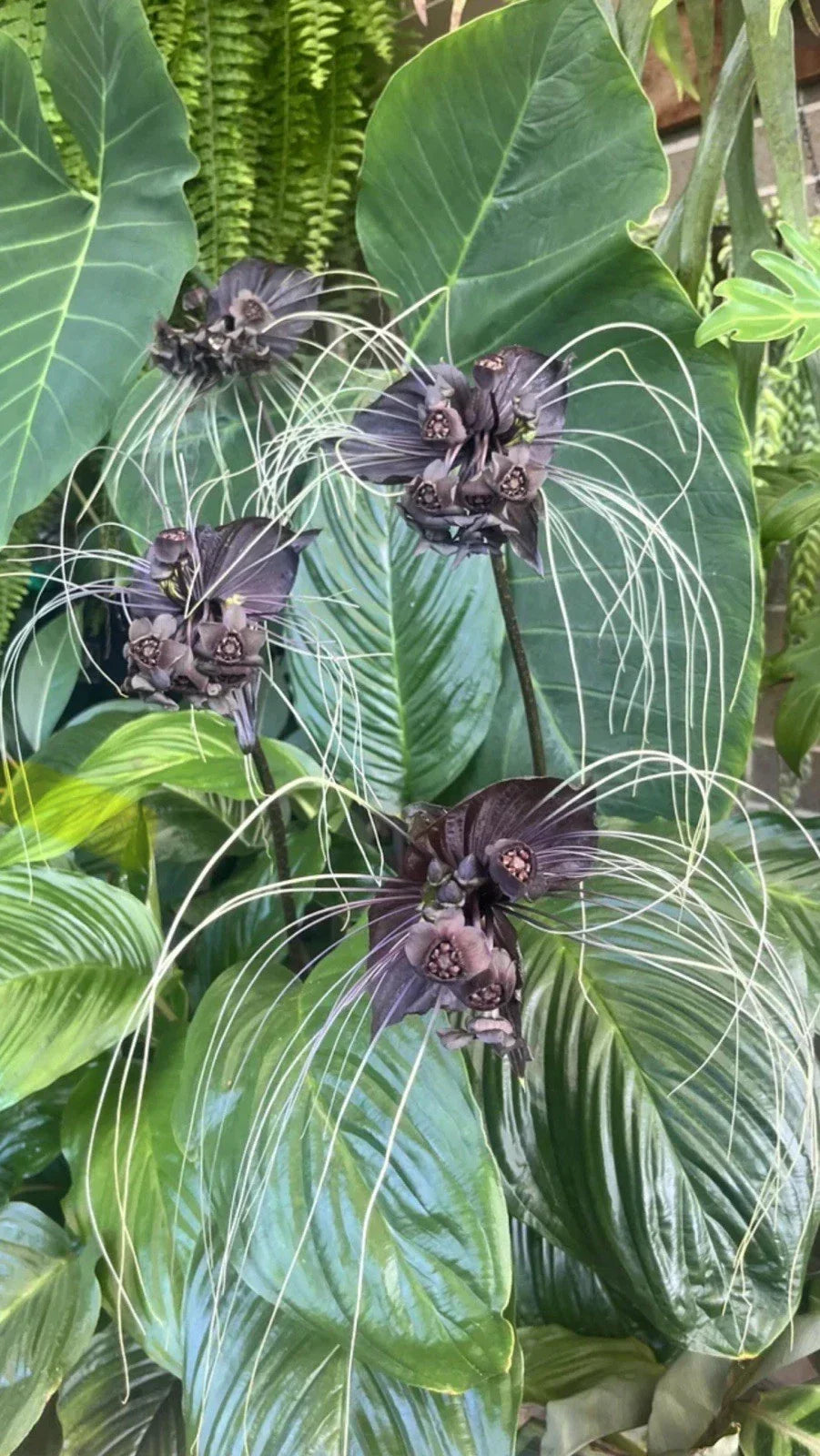 Black Bat Flower Plant - Small Rooted Starter - Tacca chantrieri - Rare Black Lily with Unique Bat-Shaped Black Blooms