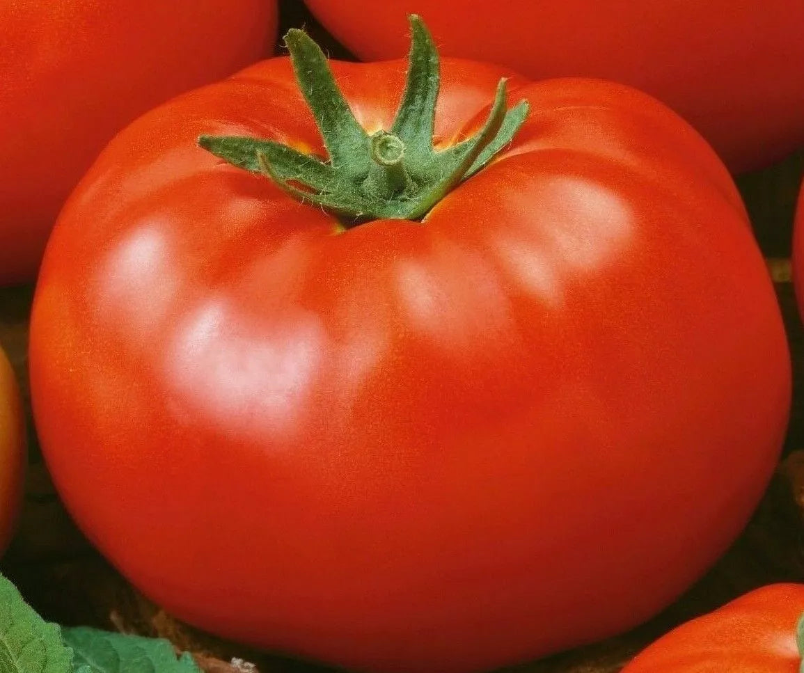 Red Brandywine Tomato Seeds – Indeterminate Heirloom Vegetable Seeds, Solanum lycopersicum, 50+ Pack