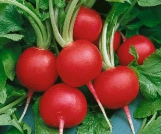 Fresh Radish Seeds - Champion Variety, Raphanus sativus, 50 Count, Non-GMO, Fast-Growing, Indoor & Outdoor Gardening