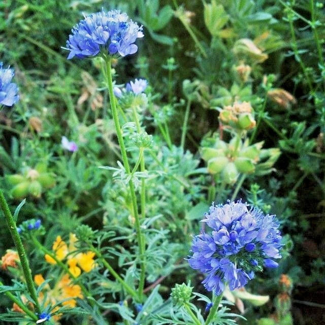 Globe Gilia Thimble Flower Seeds – Native Southwest Wildflower, Drought Tolerant, Blue-Purple Annual, Gilia capitata, 400+ Seeds