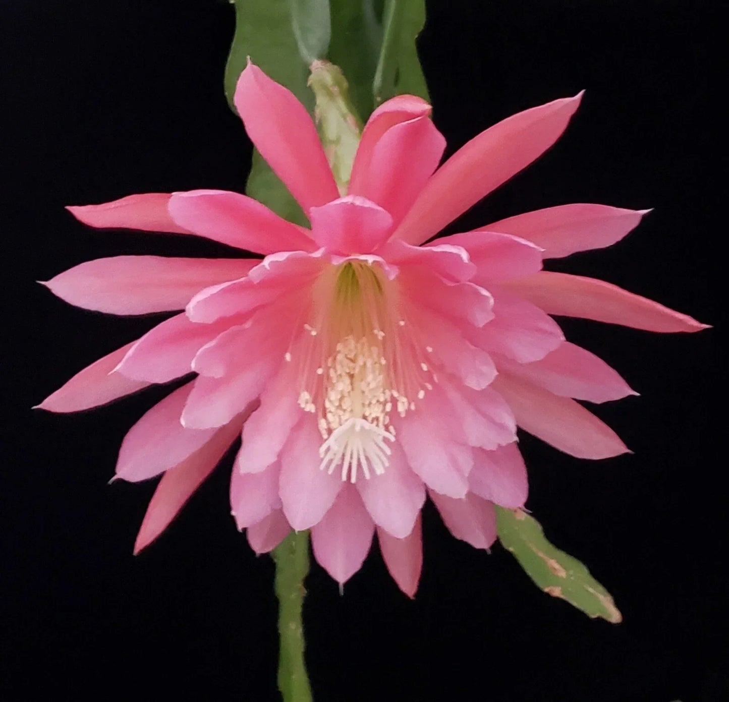 Epiphyllum 'Gypsy Lullaby' Unrooted Cutting - Rare Multi-Petal Orchid Cactus - Unique Houseplant - Cactaceae Hybrid