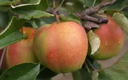 Shizuka Apple Seeds - 25+ Pack for Gardening - Malus domestica - Home Orchard, Fruit Tree, Non-GMO