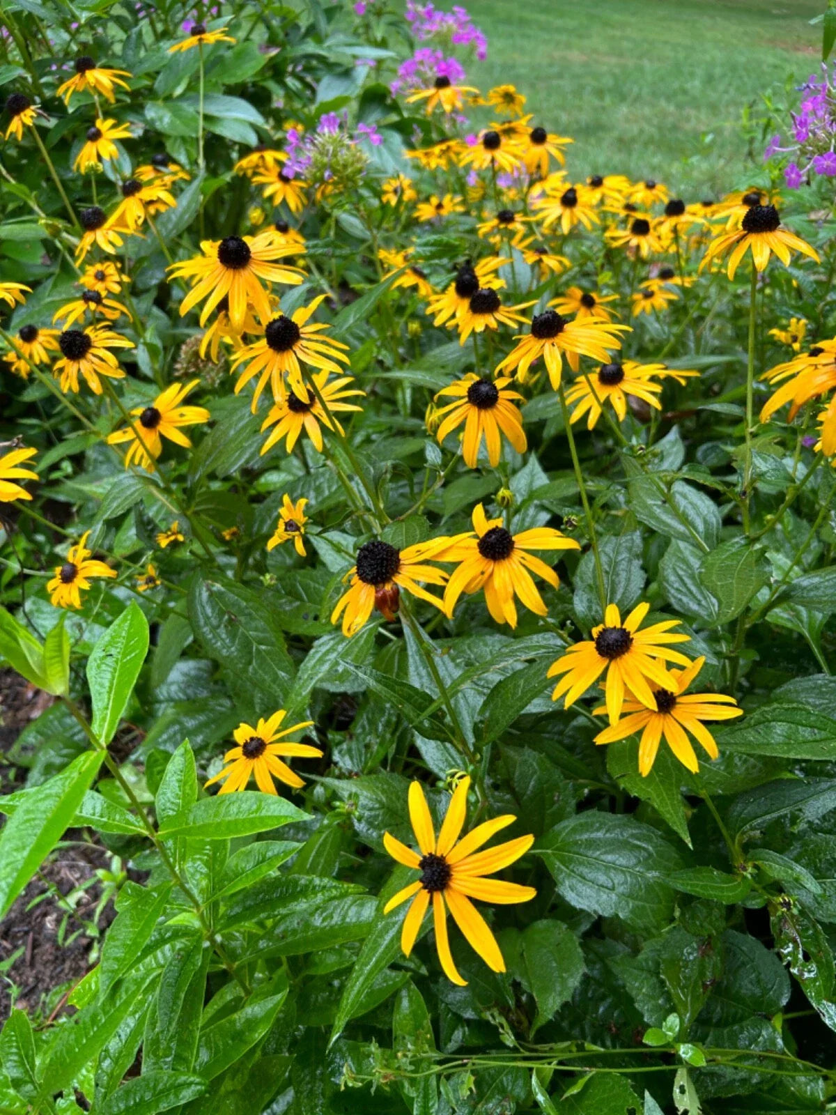 Black-Eyed Susan Bare Root Plugs - 6 Organic Live Flowering Perennials - Rudbeckia hirta - Pesticide-Free Transplants