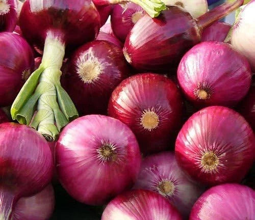 Ruby Red Onion Seeds - Non-GMO Allium cepa Vegetable Garden Pack of 200+ Seeds for Home Gardening
