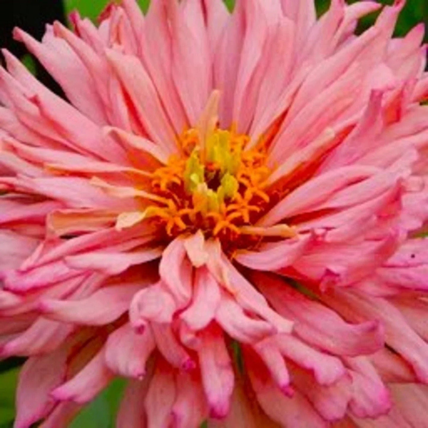 Giant Zinnia Seeds - Rose Colorful Flower Variety - Zinnia elegans - Over 100 Seeds for Garden, Borders, and Cut Flowers