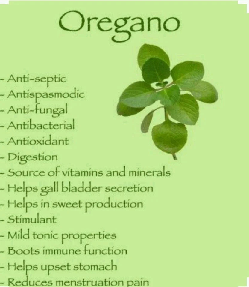 Italian Oregano Seeds - 300 Non-GMO Organic Open-Pollinated Herb Seeds - Origanum vulgare subsp. hirtum