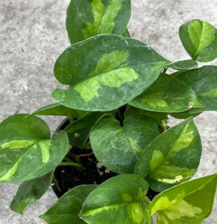 Global Green Pothos Cuttings - 2 Fresh Epipremnum aureum Propagation Stems, No Roots
