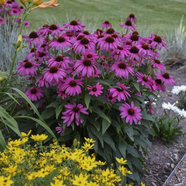 Purple Coneflower Seeds - Echinacea purpurea - Perennial Flower Seeds for Garden, Attracts Pollinators, Drought Tolerant, 50 Seeds