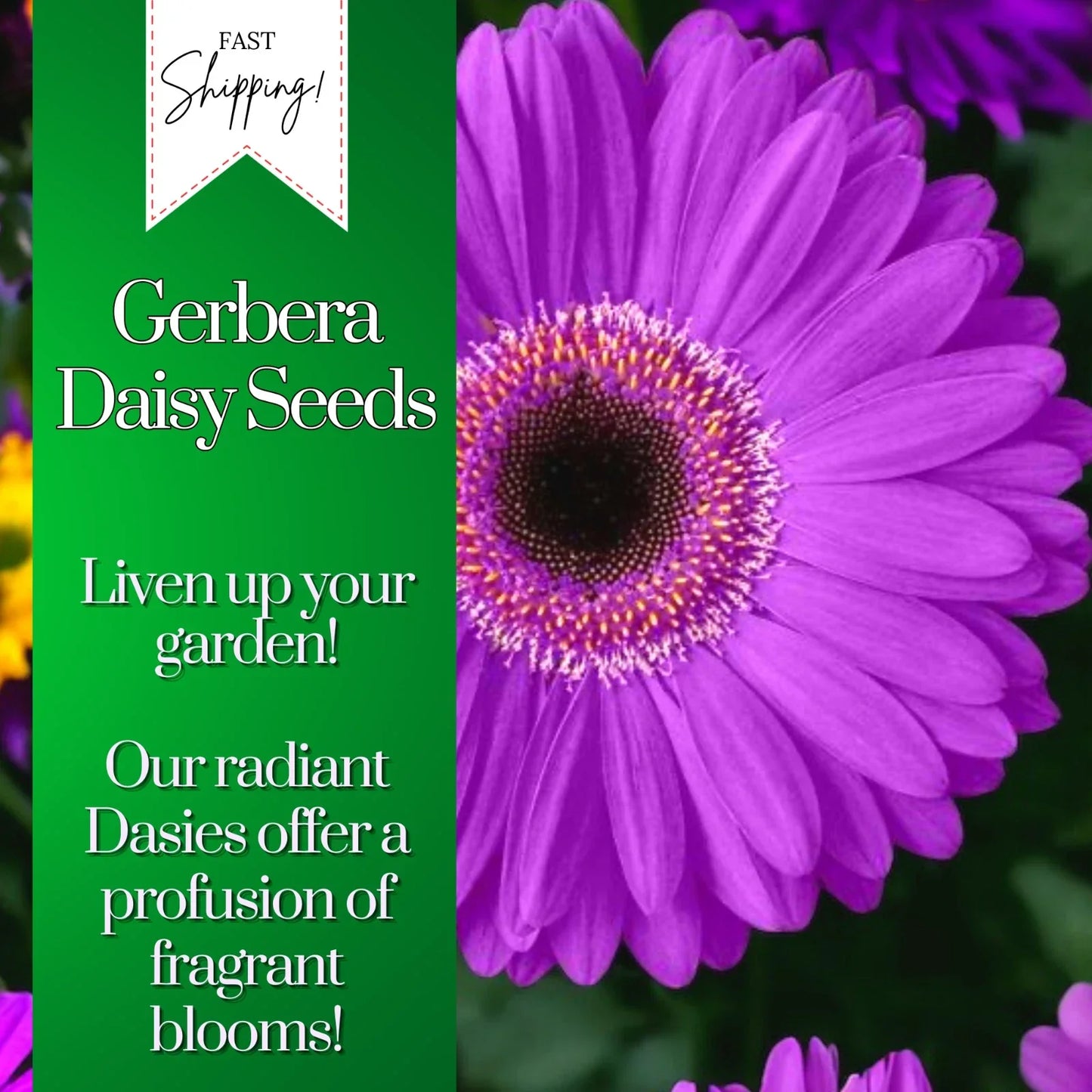 Gerbera Daisy Seeds - 50+ Colorful Annual Flower Seeds for Beds & Containers - Gerbera jamesonii