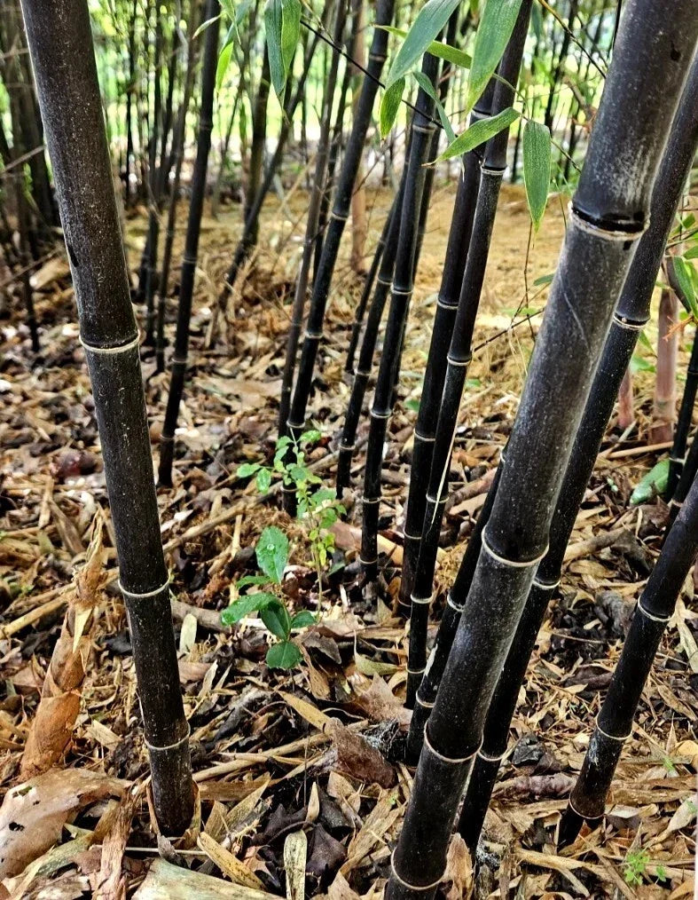 Black Bamboo Rhizomes (6) – Cold-Hardy Evergreen Privacy Screen Phyllostachys nigra, Fast-Growing Ornamental Bamboo