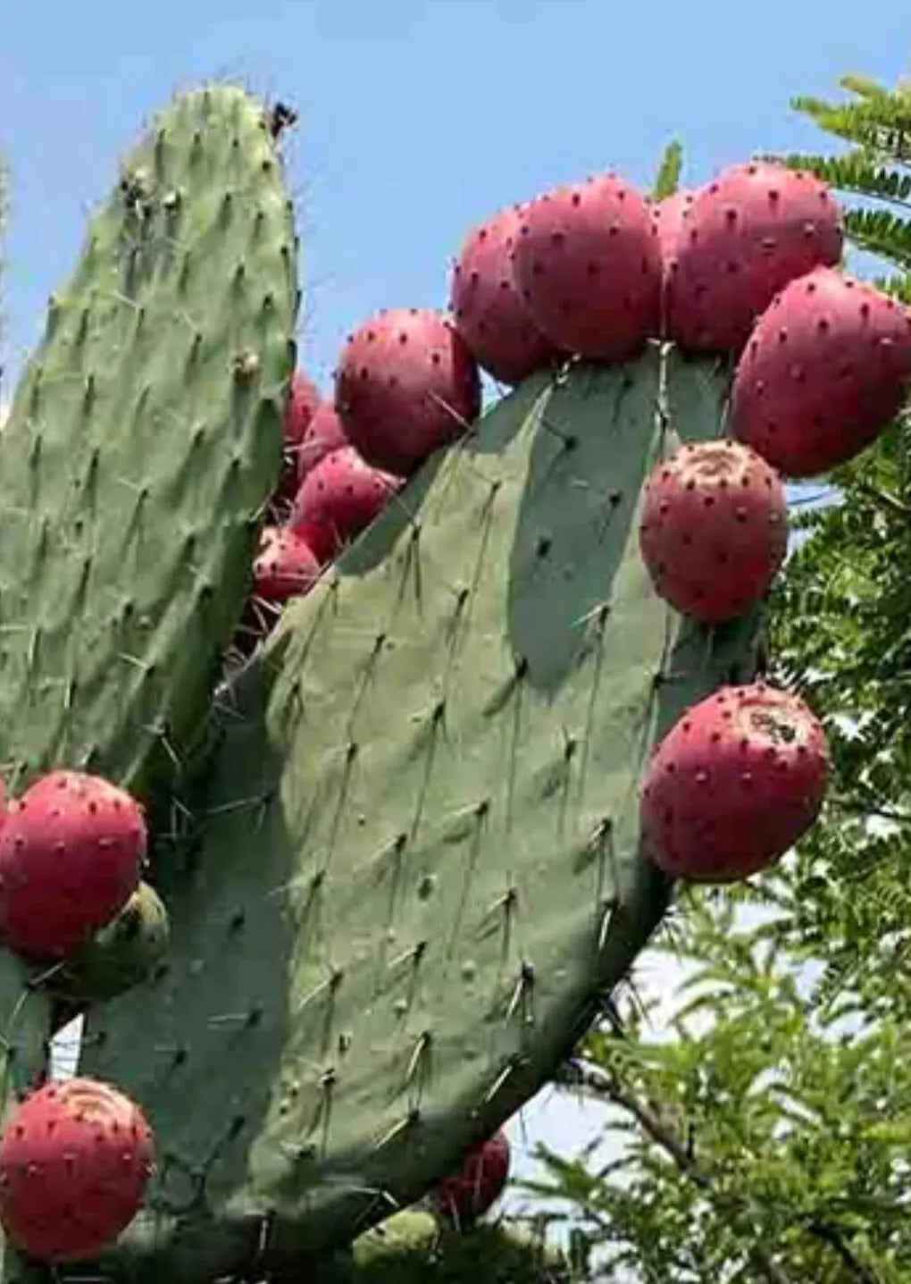 Red Prickly Pear Cactus Seeds – Opuntia ficus-Indica – 20+ Seeds for Gardens & Containers