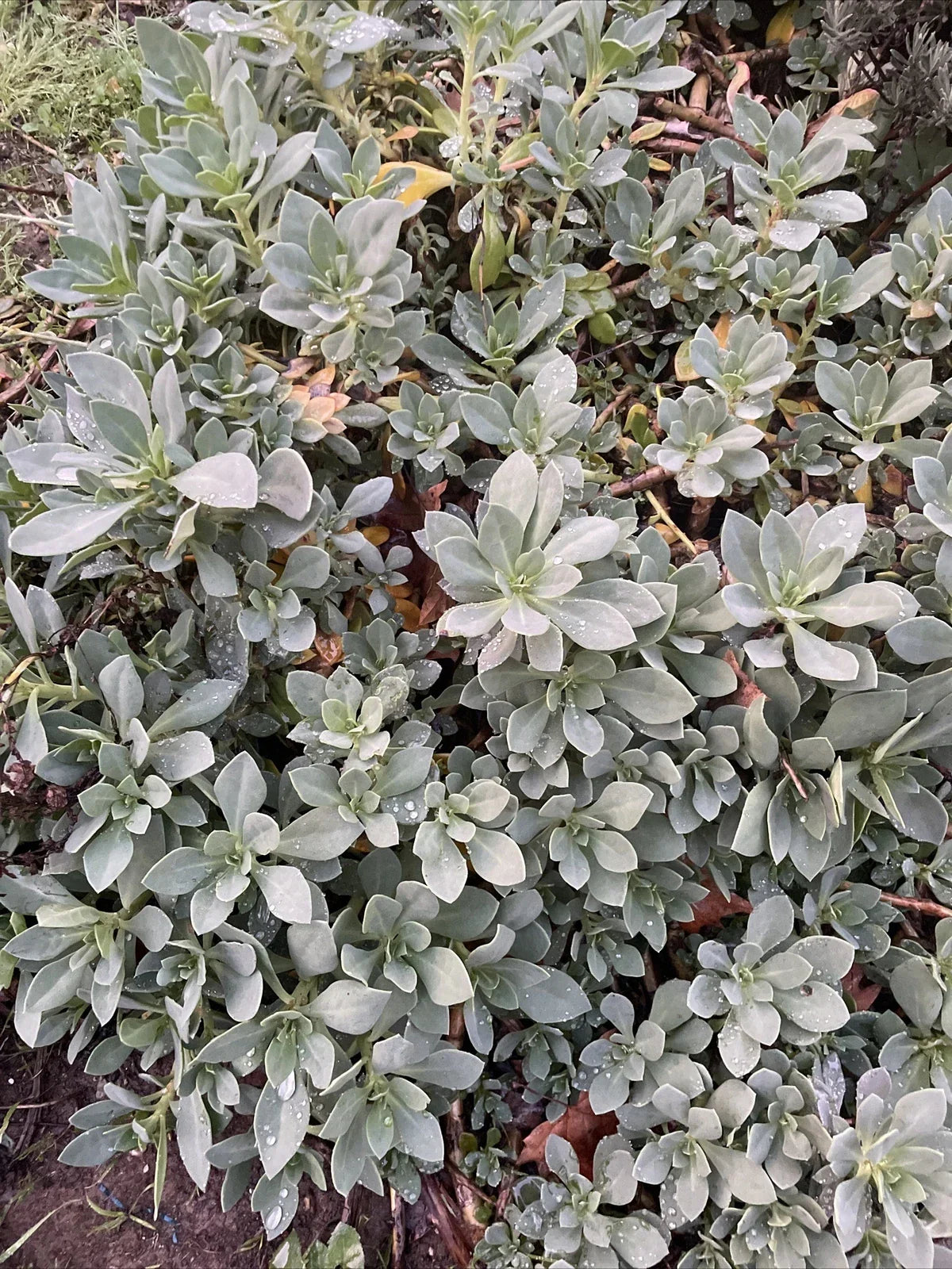 Succulent Cuttings 6" Rock Purslane Calandrinia Spectabilis Live Plants 5 Pack Drought-Tolerant Garden