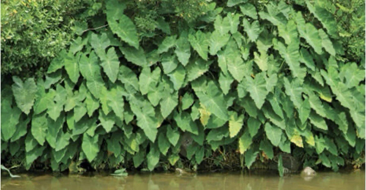 Green Taro Rooted Bundles | Tropical Marginal Water Garden Plant | Colocasia esculenta for Ponds & Bog Gardens