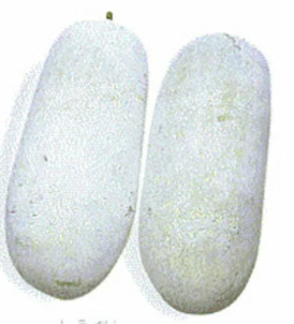 30 Wax Gourd Seeds - Fuzzy Winter Melon - Benincasa hispida - Easy to Grow for Home Gardens - Free Shipping USA
