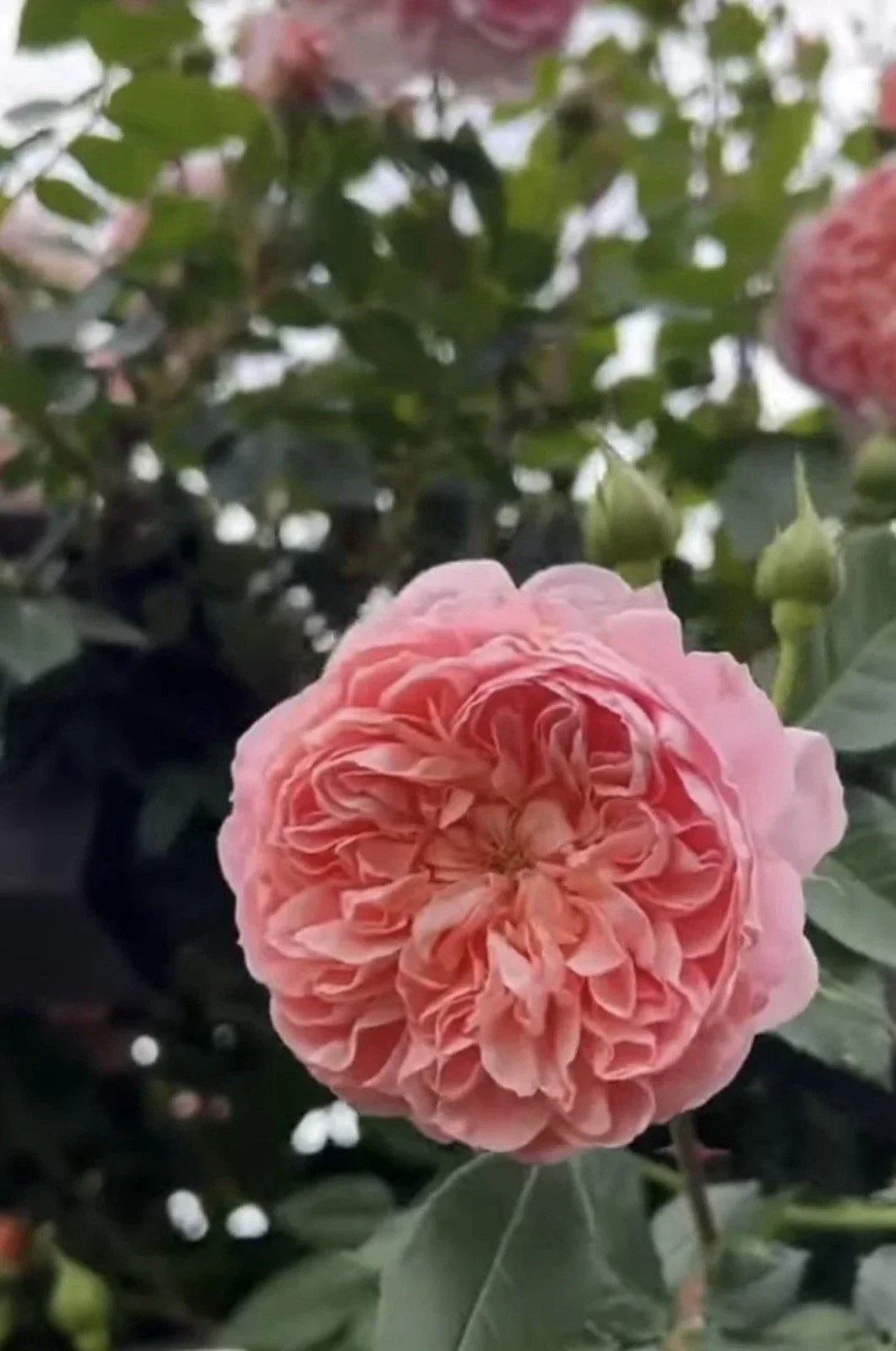 Colette Climbing Rose Cuttings - 3 Unrooted 6” Long - Rosa 'Colette' - Garden Trellis Flower Propagation