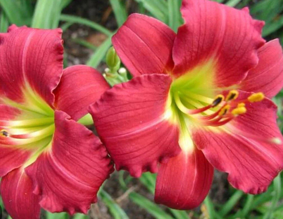 Daylily Plant - Bare Root Flower Fan - Ruby Red Stella Hemerocallis - Vibrant Blooming Perennial
