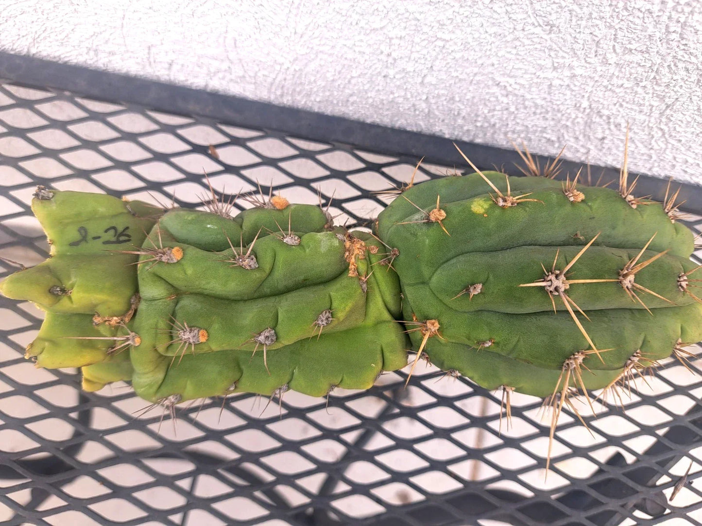Cereus Peru Cactus Cutting - 8.5 Inch Tropical Green Succulent - Cereus peruvianus Columnar Plant for Indoor Outdoor Garden