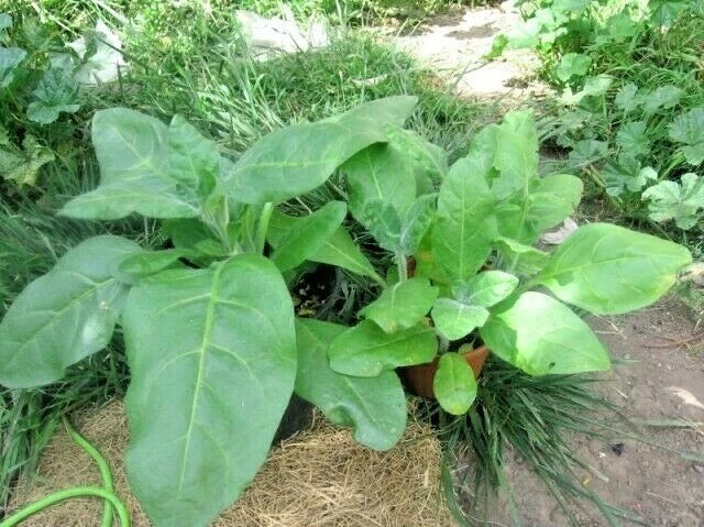 Sacred Tobacco Seeds - 301+ Nicotiana rustica Wildflower Herb for Container Garden, Easy to Grow, Native Pollinator Plant