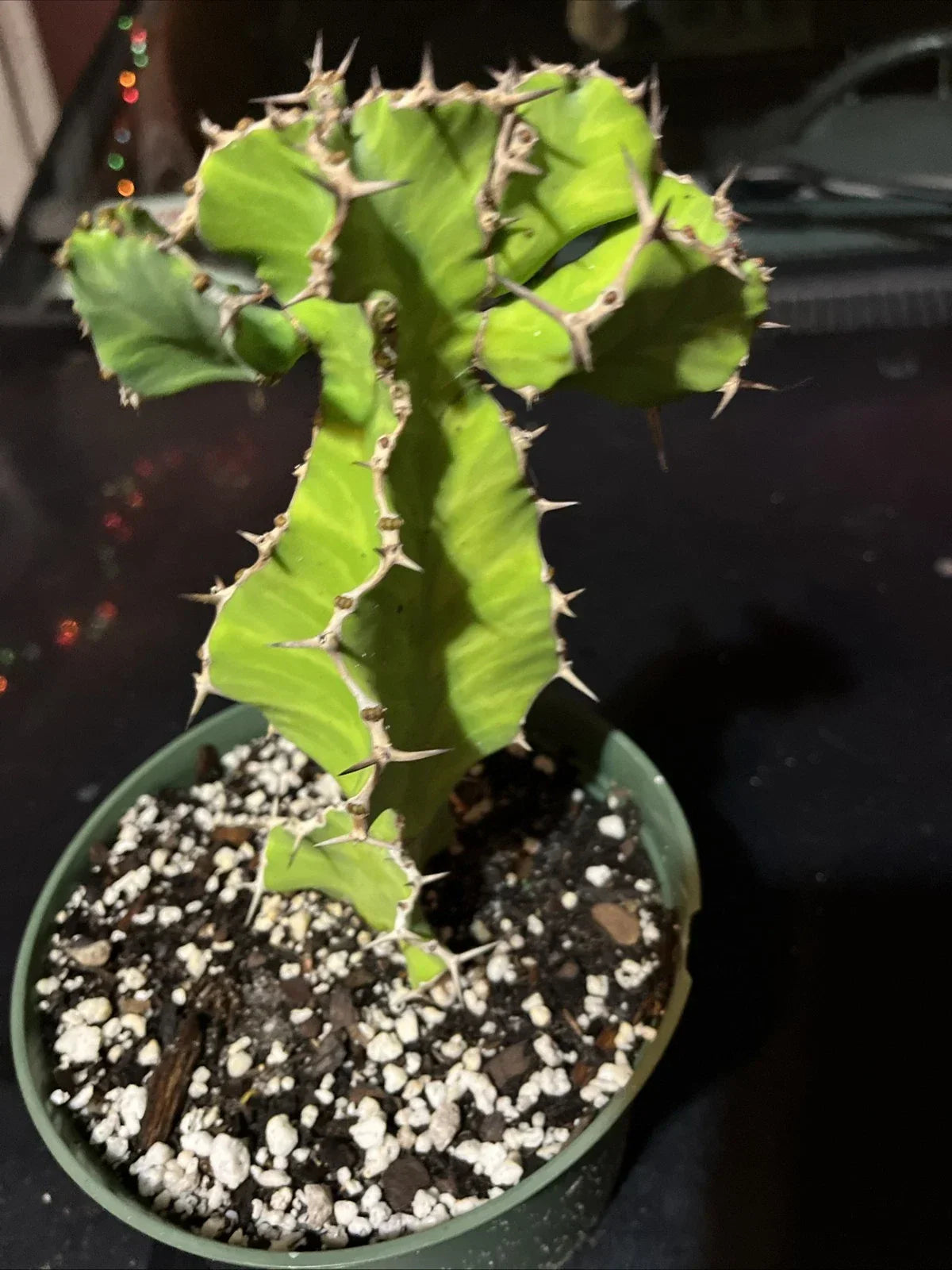 Euphorbia Pseudocactus Bare Root Succulent - False Cactus Live Plant - Green Desert Plant for Indoor Outdoor Garden
