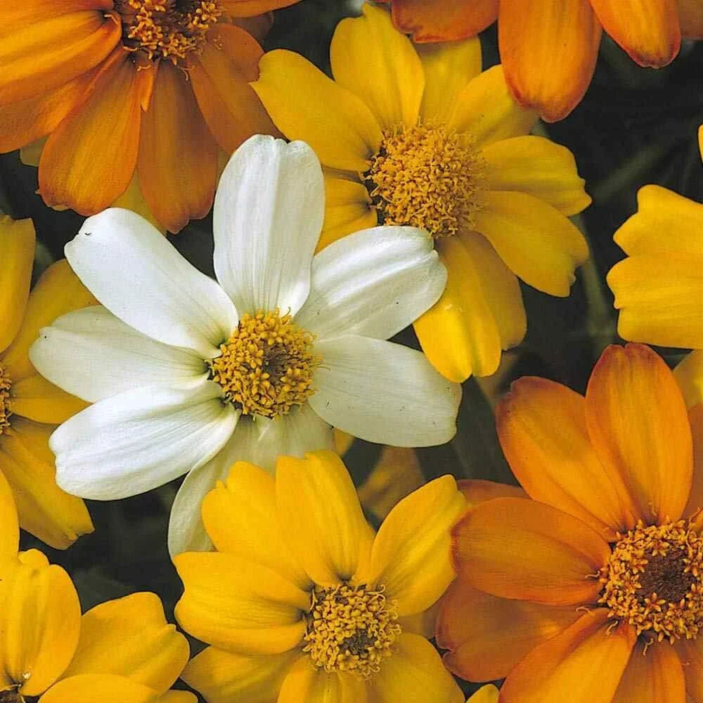 Starbright Mix Zinnia Seeds - 100+ Pack, Annual Flower for Garden Beds & Containers, Zinnia elegans, Vibrant Colors
