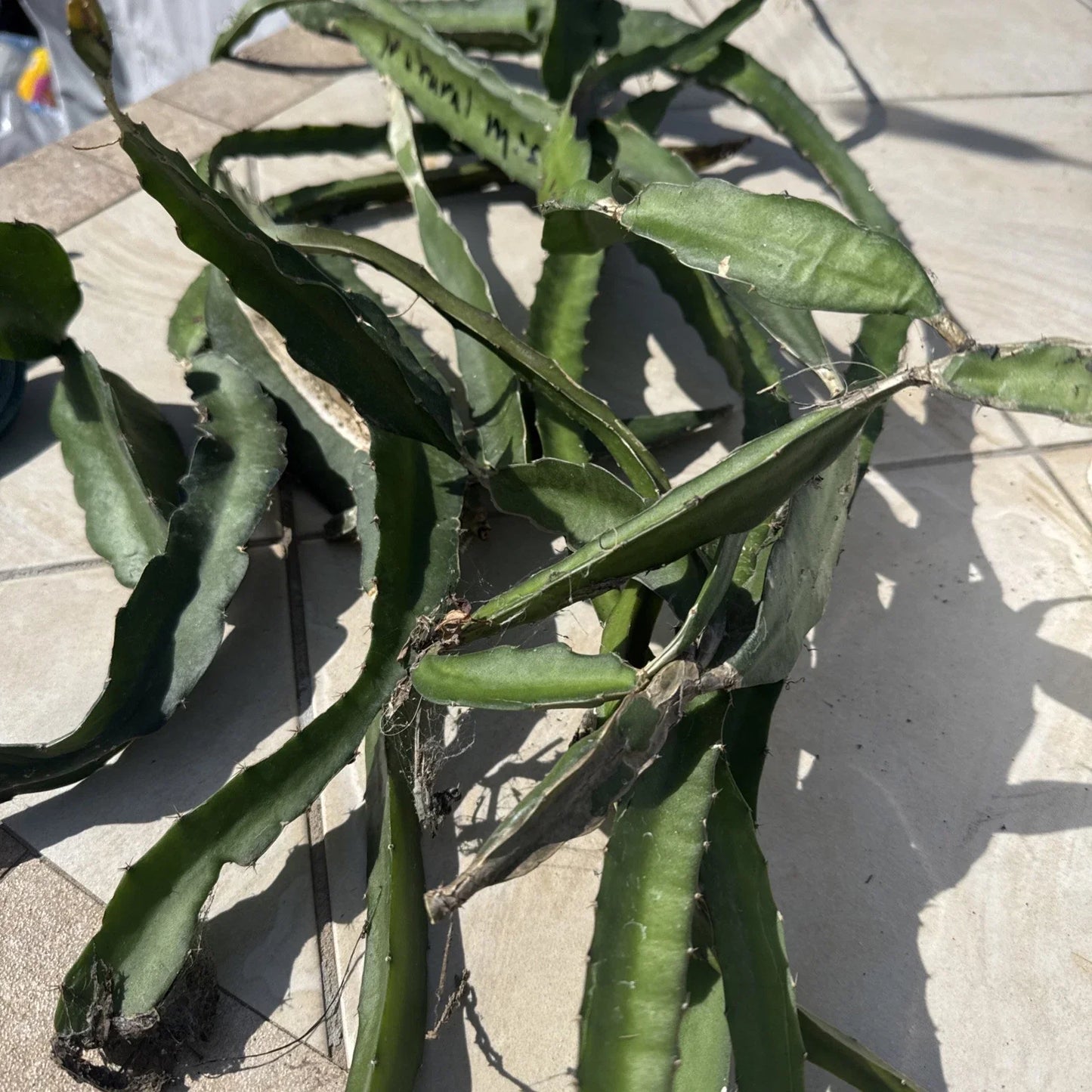 Dragon Fruit Cuttings Box – 8-14 Inches Long, Colorful Varieties, Hylocereus spp., Tropical Cactus for Home Garden & Landscaping